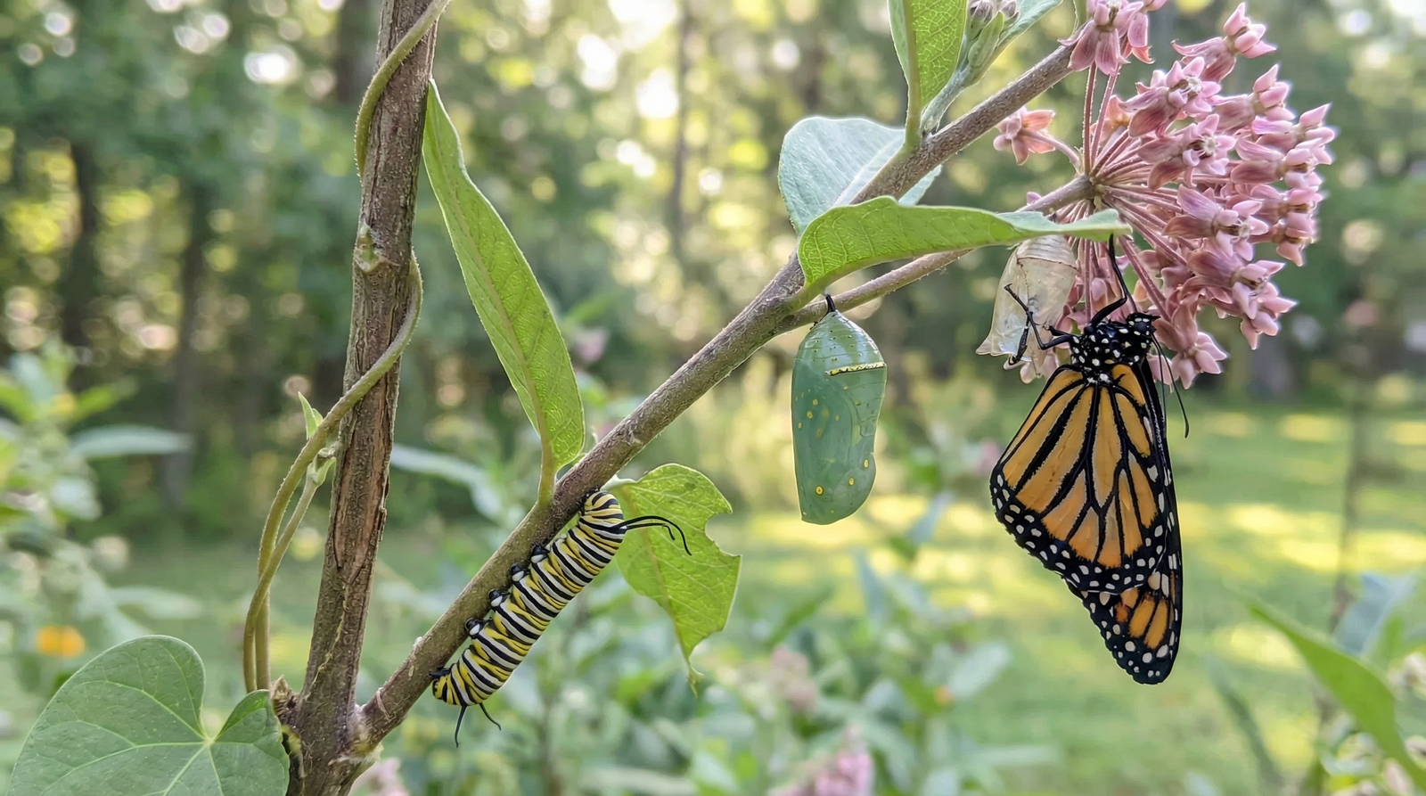 Complete monarch butterfly metamorphosis showing caterpillar, chrysalis, and emerging adult butterfly on milkweed