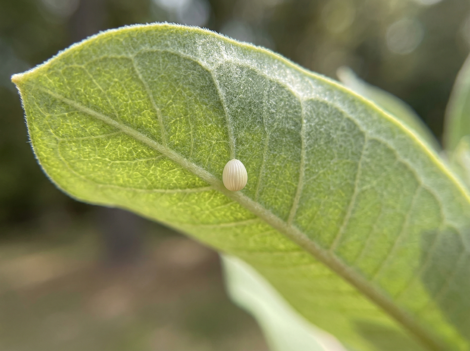 Monarch butterfly egg on the underside of a milkweed leaf — scientifically accurate placement