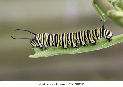 Monarch caterpillar with distinctive yellow, black, and white stripes feeding on milkweed