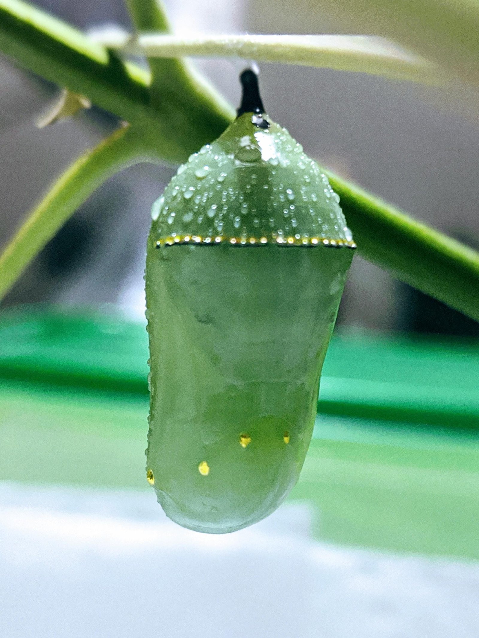 Monarch chrysalis showing jade green color with metallic gold dots