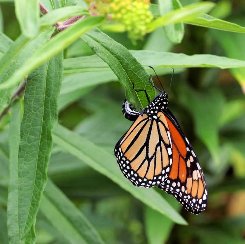 Newly emerged monarch butterfly drying its wings next to its empty chrysalis