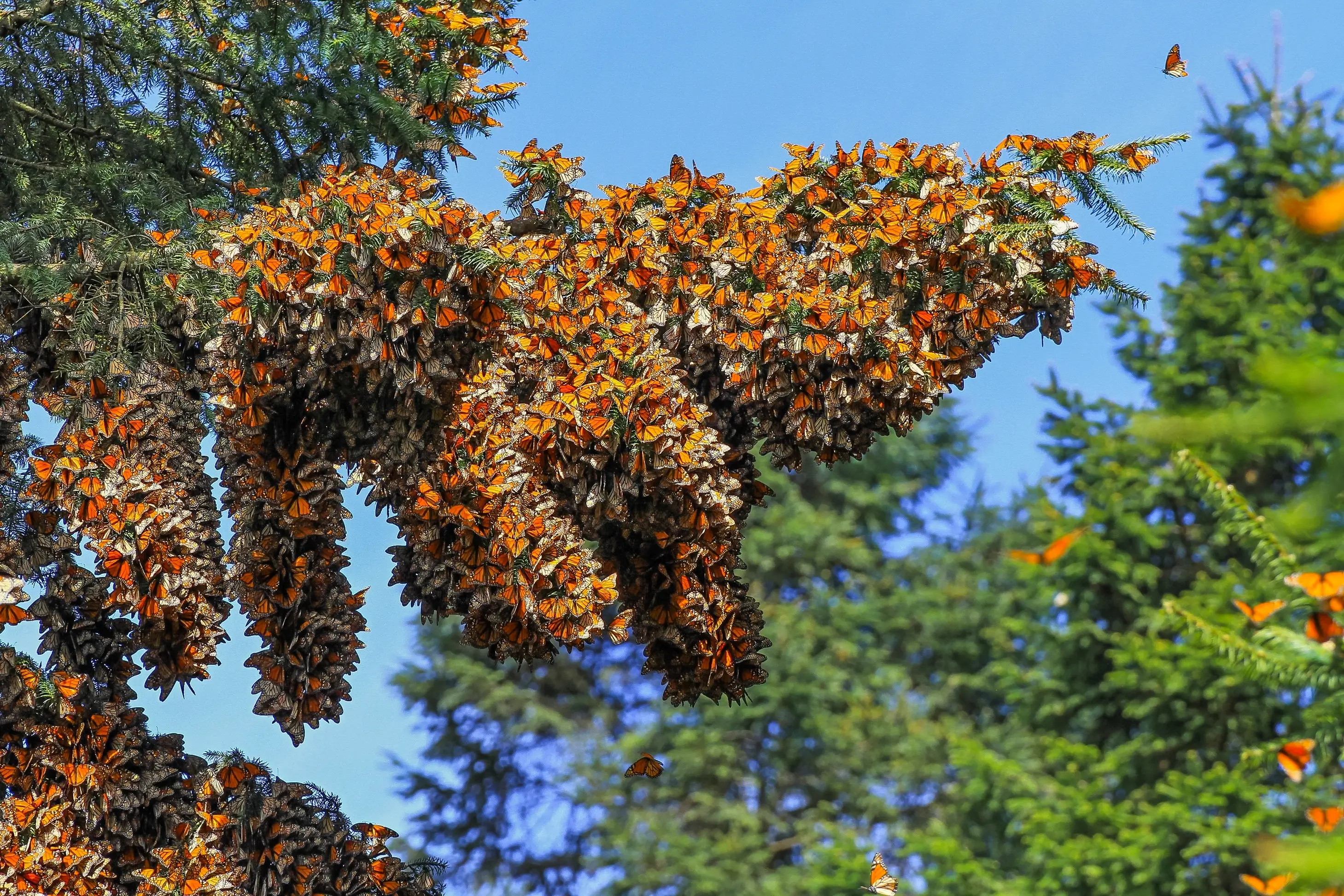Thousands of monarch butterflies clustering on tree branches at their overwintering site in Mexico