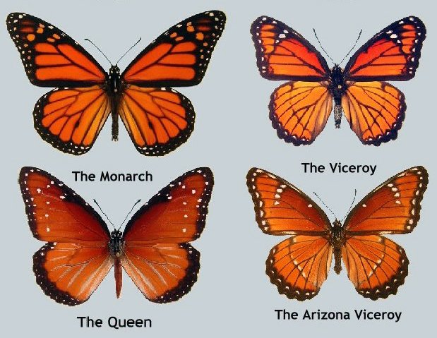 Comparison of monarch butterfly, viceroy butterfly, queen butterfly, and Arizona viceroy showing mimicry