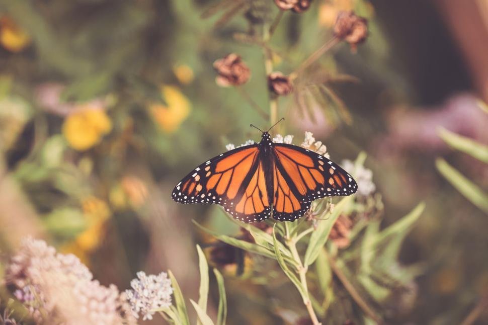 Monarch butterfly with wings fully spread showing vivid orange with black veins and white spots